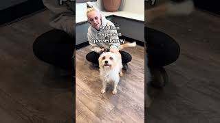 Video preview image #1 Cairn Terrier-Unknown Mix Puppy For Sale in Huntley, IL, USA