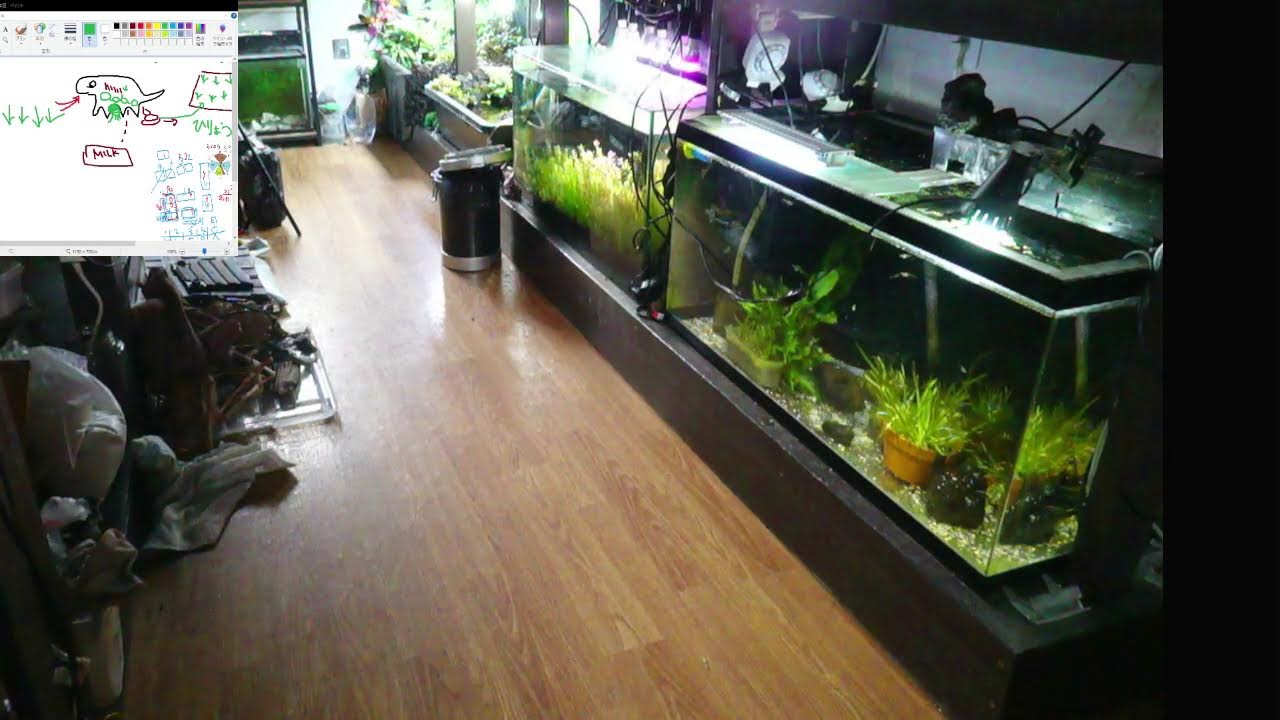 水槽部屋ライブ　就職しましたｗ　料理は「羽根つき餃子」