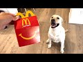 Labrador Probiert Das Neue McDonald S Happy Meal