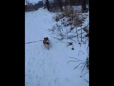 fez x dejlox-ziomy ponad suki 1h