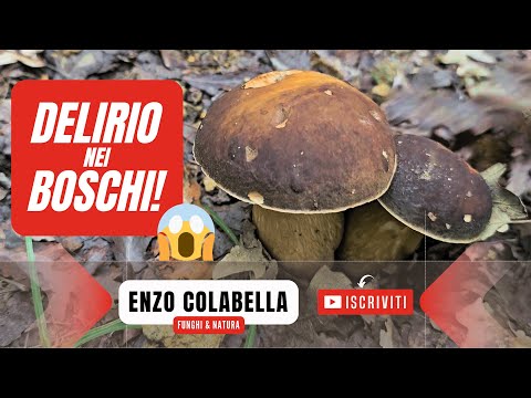 Delirio nei boschi del Cilento: montagne piene di porcini e ovoli! Funghi settembre 2024