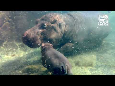 Hippo Fiona Continues Her Introduction to Little Hippo Brother Fritz - Cincinnati Zoo