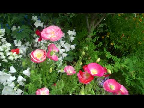 Emily Dickinson at the Botanical Garden