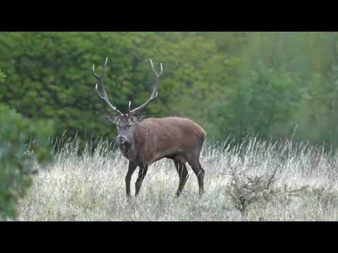 Abbattimento di 500 cervi in Abruzzo. Il WWF: "Decisione assurda, raccolta firme per lo stop"