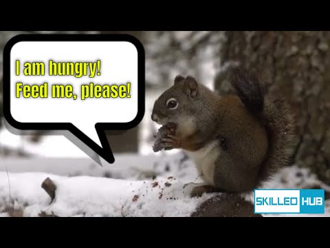 The Best Squirrel Food: A Guide To Keeping Your Furry Friend Healthy And Happy