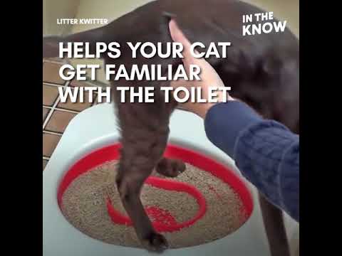 Forget the kitty litter -- instead, train your cat to use the toilet