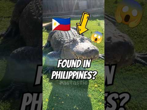 World BIGGEST CROCODILE Ever!🐊😱