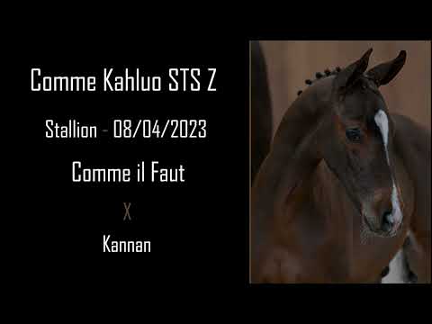 Comme Kahluo STS Z
