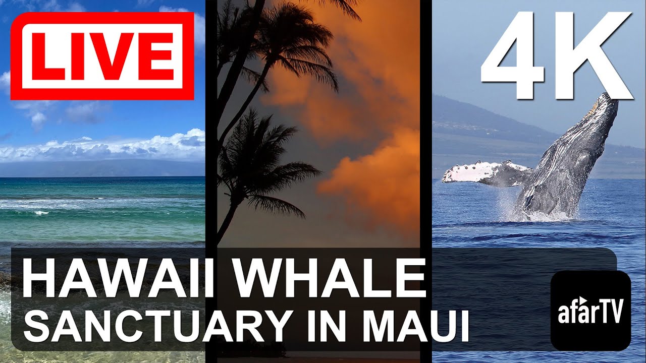 Live webcam view of Hawaii Humpback Whale Sanctuary Live Cam