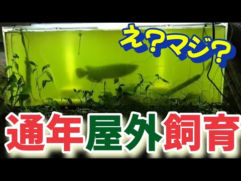 ヴァラヌス・プラシヌス