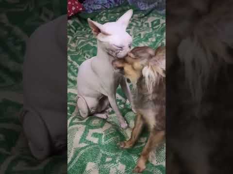 The cat Zina and the toy terrier Zaya are tenderness itself! / Кошка Зина и той Зая сама нежность!