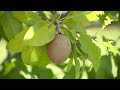 Going Green Florida Nonprofit Helping Fight Pollution Hunger At Same Time