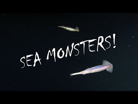 Kona Magic Pelagic Blackwater Scuba Dive