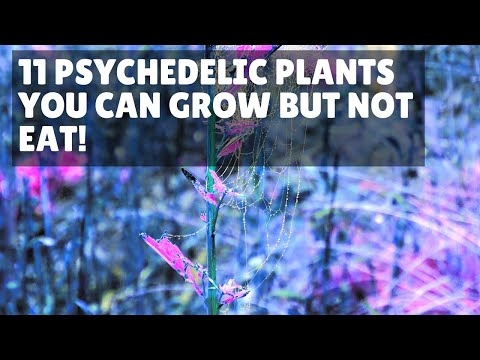 11 Psychedelic Plants You Can Grow But Not Eat!