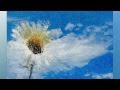 BLOWIN' IN THE WIND. MARLENE DIETRICH ...