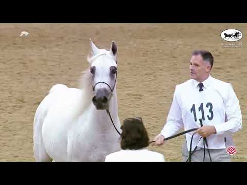 N 113 YIBREEN AL WAAB   2nd Qatar AH Show for Local Bred   Mares 7+ Years Old Class 8+9