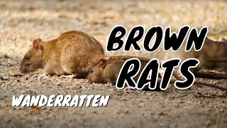 preview picture of video 'Brown Rats, Common Rats or Street Rats (Rattus norvegicus) / Wanderratten'