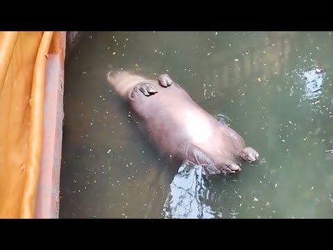 Les animaux les plus drôles 🤣 meilleure compilation