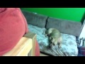 My Pooch