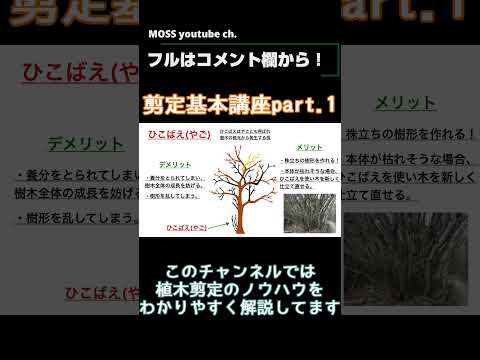 果樹の剪定：避けるべき間違いは何ですか？私たちのトップ3！  庭園
