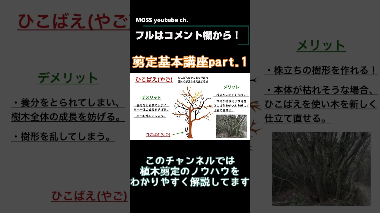 【植木剪定講座】剪定基本講座part.01【庭木の剪定】 #植木屋 #剪定 #庭師