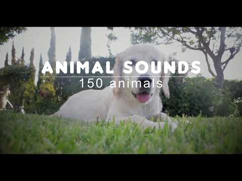 Animal Sounds - Free Android app | AppBrain Animal Sounds - Free Android app | AppBrain