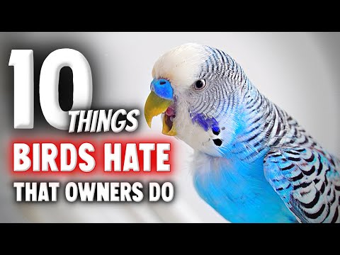 10 Things Birds HATE That Owners Do