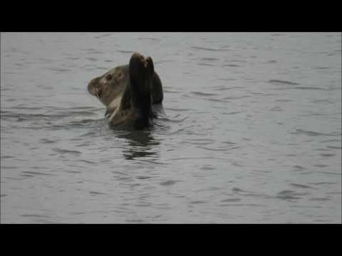 Savage beauty - Hans Zimmer, Jacob Shea, Jasha Klebe