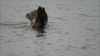 Savage beauty - Hans Zimmer, Jacob Shea, Jasha Klebe