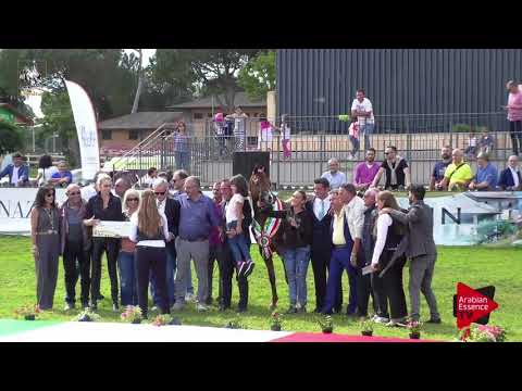 1 st place N.52 INVICTUS - 2017 Italian Nationals - Junior Colts Championship (Class 18)