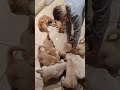 Hilarious And Cute Hungry Golden Retriever Puppies Goldenretriever Puppy Goldie Cuteanimals