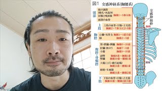 背骨って何をやってくれているのか話てみる【#姿勢改善  #背骨 #神経】【#カイロプラクティック #ひだまり 】