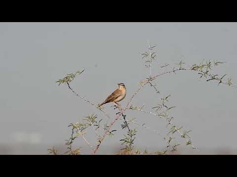 Rufous tailed scrub robin