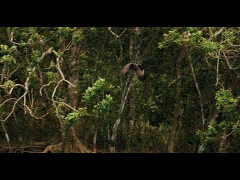 slow  footage of a hawk flying gradually ascending up the trees /Copyright free videos