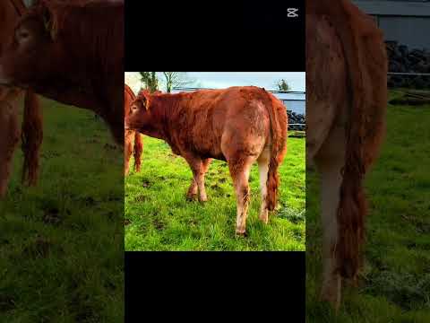 Two Pedigree Limousin Heifers - Image 2