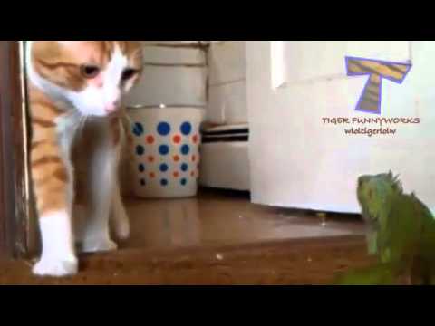 Funny cats scared of random things   Funny cats compilation 2016