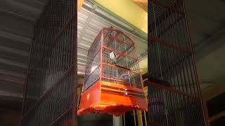 Download lagu Murai Batu VS Jalak Suren mp3 Download lagu Murai Batu VS Jalak Suren mp3