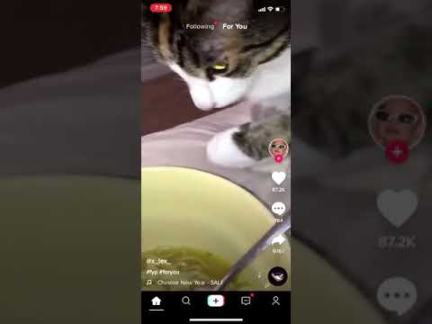cat eating noodles tik tok