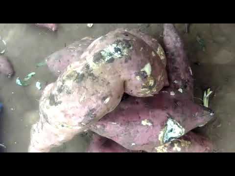 Tulime banange ku lumonde