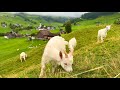 Rainy Day In Switzerland Heavenly Villages Relaxing Walk In The Most Beautiful Swiss Villages