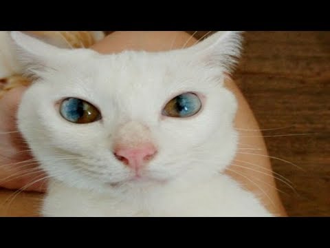 Cats Born With Heterochromia Have The Most Magical Eyes We’ve Ever Seen