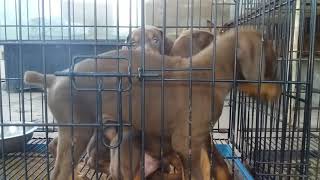 preview picture of video 'Doberman puppies available in guru kennel'