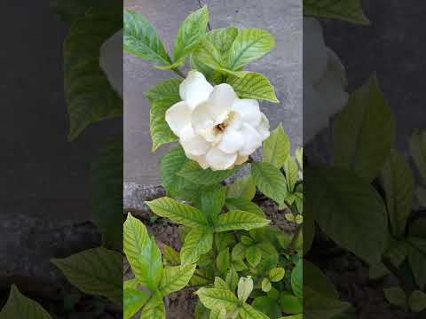 , title : 'Growing Beautiful Cape Jasmine (Gardenia jasminoides)'