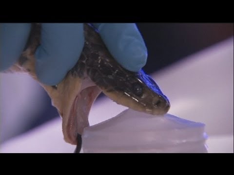 euronews science - Painless solutions to painful situations