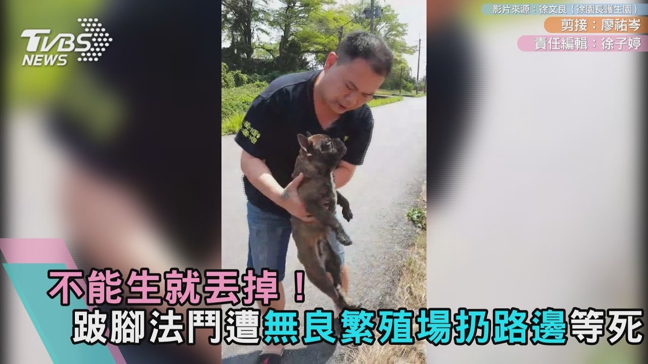 不能生就丟掉!法鬥遭無良繁殖場棄養 無助躲水溝