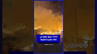 إخماد حريق مهول في غابات كوريا الجنوبية بعد 17 ساعة من العمليات المكثفة thumbnail