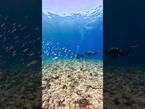沖縄ダイビング　沖縄読谷村残波岬　透明度最高の残波岬でダイビング！ #scubadiving