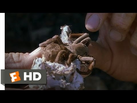 The Crocodile Hunter: Collision Course (6/10) Movie CLIP - Exploring a Spider Hole (2002) HD