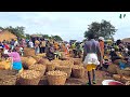 Africa’s Biggest Potatoes Factory - Jos Nigeria