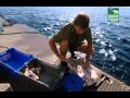 Crocodile Hunter Die Küste Der Krokodile 1 4